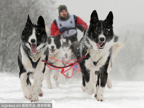 俄罗斯举行国际狗拉雪橇比赛 各路萌犬齐亮相 