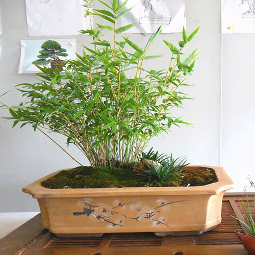 类似竹子的绿植叫什么,像竹子的盆栽植物叫啥?