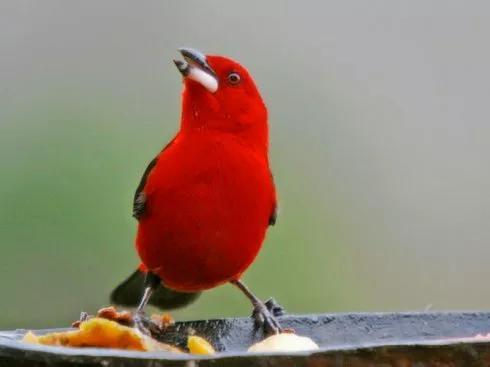 分享图片―极品红色的漂亮鸟