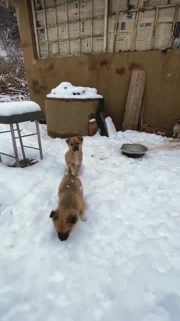 一晚上雪下了这么厚,真好 