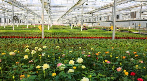 山西目前最大盆栽玫瑰基地,30余种颜色
