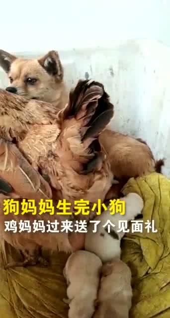 狗妈妈生完孩子,鸡妈妈过来送见面礼 