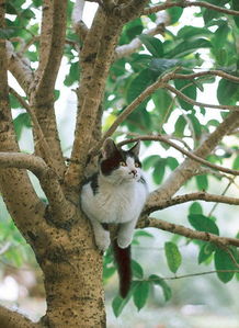 猫,想要光着脚丫在树上唱歌 