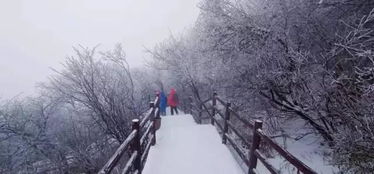 洛阳山中4个景区惊艳雪景照,市区6处景观下雪将美成仙境