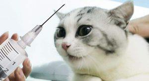 家养猫咪需要打疫苗吗 