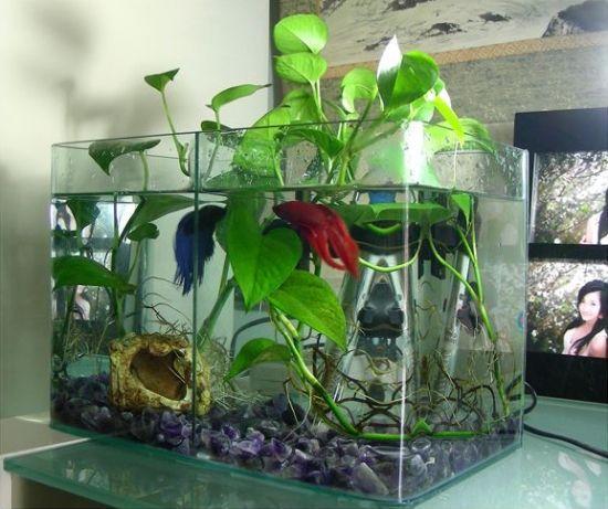 鱼缸里栽种绿萝对于观赏鱼和鱼缸水质有影响吗,如何栽种为好 