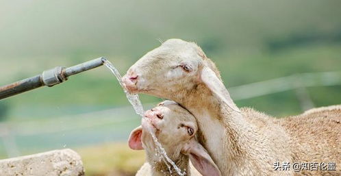农村 初次养羊 多少只最好 需要注意什么 养殖户是这样建议的