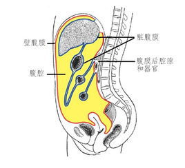 转呼啦圈伤害内脏