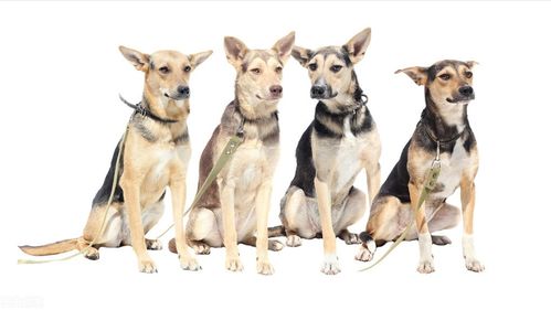 中国本土特有22种狗 下 ,除了中华田园犬你还能说出几种