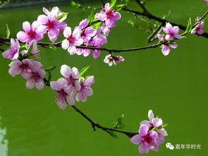 王宇银 十里桃花暖春风