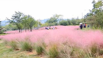 粉色云雾见过吗 宁湖湿地公园粉黛乱子草,成网红打卡地