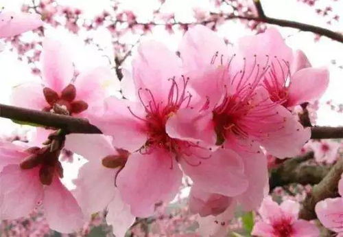 阳春三月,你准备好迎接最美赏花季吗 