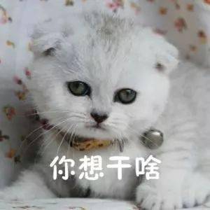 猫咪调皮爱乱尿,训一顿就好了 别急着打,先看看它是不是还有其他原因