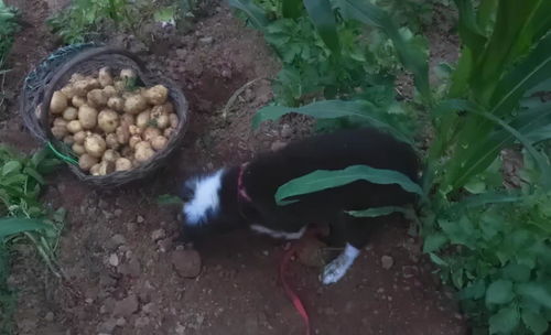 农村土狗到底有多优秀 通人性 会看家 还会帮主人挖土豆