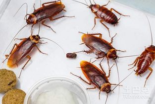 家里很多蟑螂怎么办