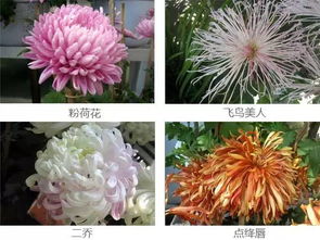 50种名贵菊花品种 最贵的三种菊花