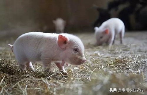 2020年,养猪能贷款多少钱