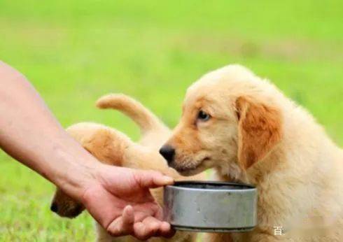 金毛幼犬爱咬人有6个原因,请不要责怪它们,可能它是表达爱你