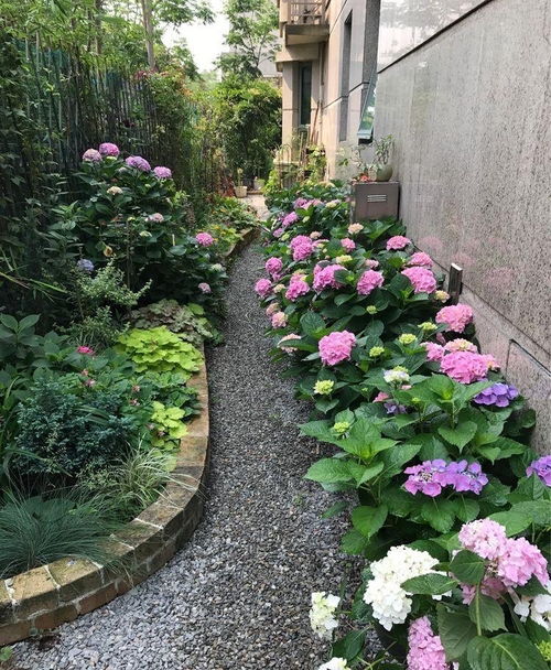 香客来花怎么养最好,香客来花的养殖秘诀- 让你拥有绚丽多彩的室内花园！