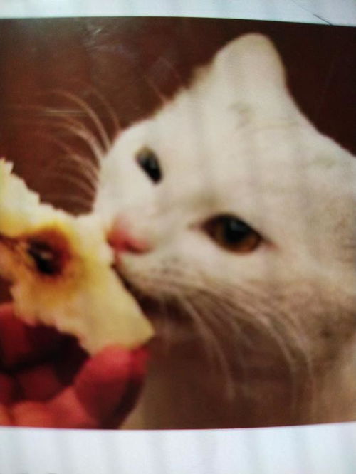 猫咪能吃苹果不 