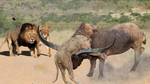 2只狮子追杀一头野牛,不料野牛发飙,其中一只狮子受重伤 