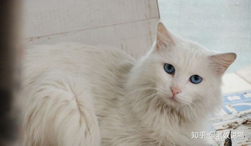 蓝眼的白猫为什么耳聋 