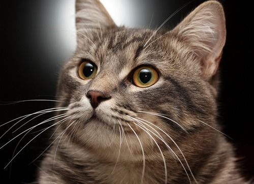 宠物趣闻 猫结膜炎和猫鼻支区别有哪些