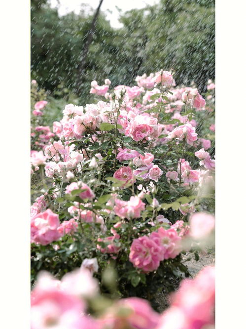 当玫瑰遇上雨便是极致的浪漫 成都植物园 