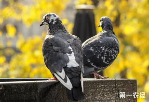 信鸽生出来的鸽蛋都是软的,这是怎么回事呢