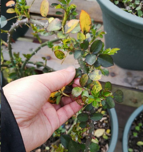 茶花叶子上有黑斑是怎么回事,茶花