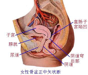 女性生殖系统解剖图 4