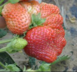 草莓为什么出现双子果 