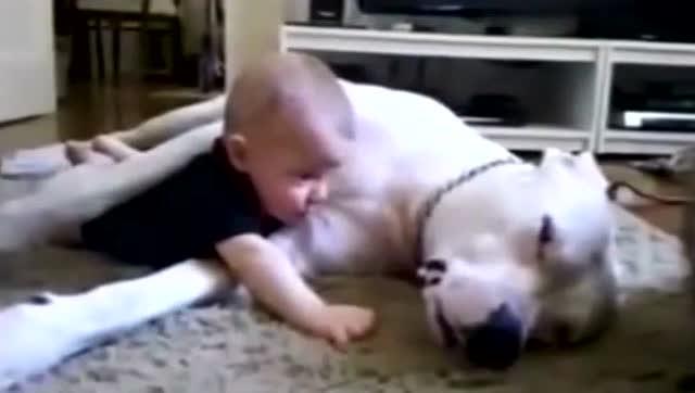 狗狗想睡觉,宝宝却想跟它玩,接下来狗狗的反应让爸妈感动了 