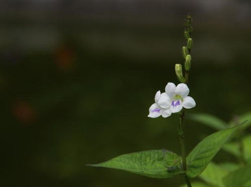 未来1天,陌上花开,痴情入骨,不再纠结,再续前缘,爱火重燃的3大星座 感情 