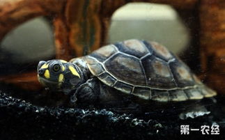 黄头侧颈龟能长多大