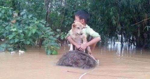 小男孩的房子被水淹没了,他抱着狗狗等待救援,这一幕太感动了