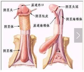 阴茎勃起的种种生理形态