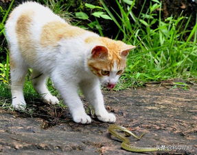 不怕蛇,还将蛇玩弄于股掌之间,猫怎么这么厉害 