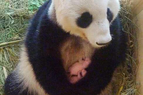 熊猫宝宝为啥出生只有老鼠大小,连妈妈千分之一体重都不到