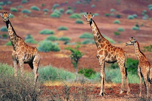 梦见长颈鹿是什么意思 女人梦到长颈鹿追自己有什么预兆