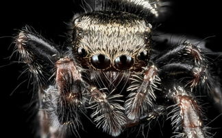 科学家揭示蜘蛛如何对待虚拟现实
