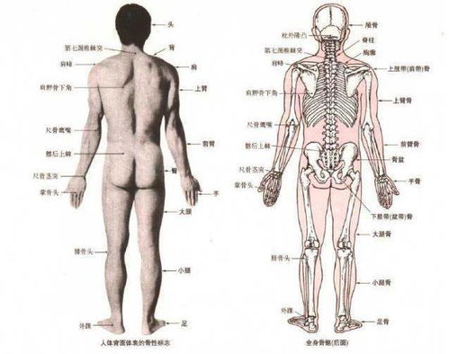 干货 健康美丽的头等大事,体态 体态自我评估