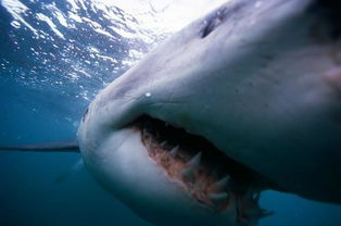 透视全球面目狰狞大鲨鱼 体格凶猛性情温和