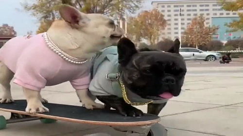 两只沙皮犬一公一母,一起玩滑板车配合的很默契,好有爱的样子 