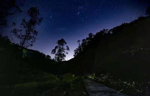 青神萤火虫 重温仲夏夜之梦