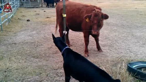 狗和牛对上了,牛什么都还没干,狗就被自己吓到 