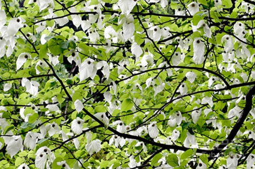 鸽子树指的是什么树,鸽子树——独特而珍贵的绿色象征