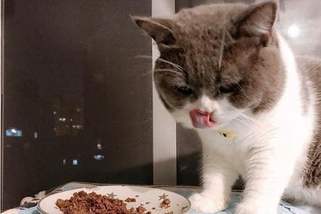 猫咪处方粮有必要吃吗