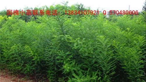 刺槐小苗出售价格,中国绿化苗木网的苗木品种展示种类