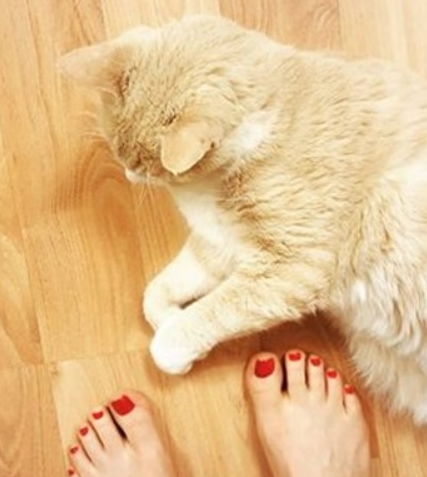 不小心踩到猫咪的脚或尾巴,该怎么道歉和治疗肿胀瘀伤